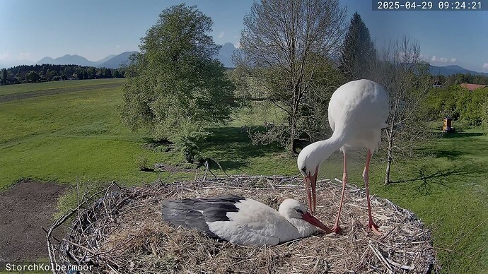 IMG-20250430-WA0006(1)