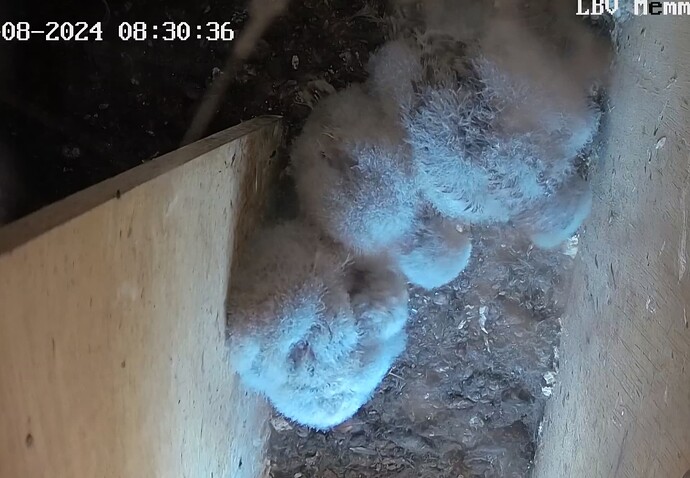 Screenshot_20240803_084918_Chrome