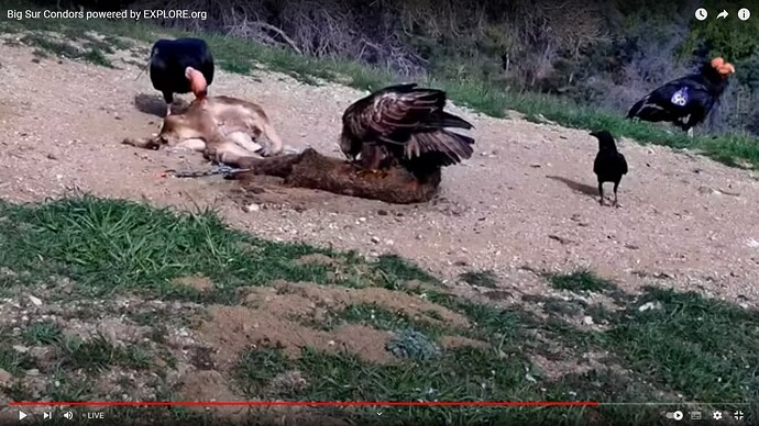 CCBS_230405_eagle_condor_raven_3_social_birds_
