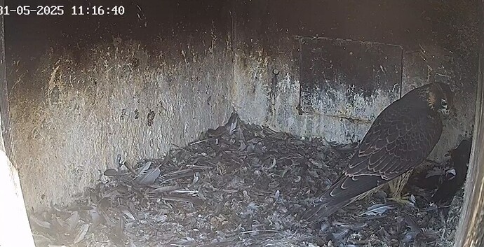 Screenshot_20250531_121130_Chrome