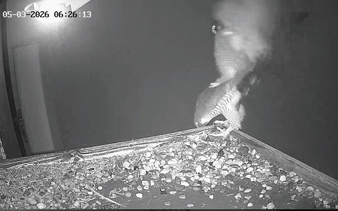 Screenshot_2026-03-05-06-25-40-815_com.android.chrome~2