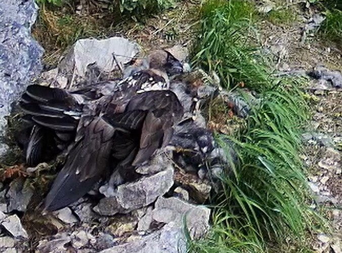 G. genießt das Nest 20.06.25