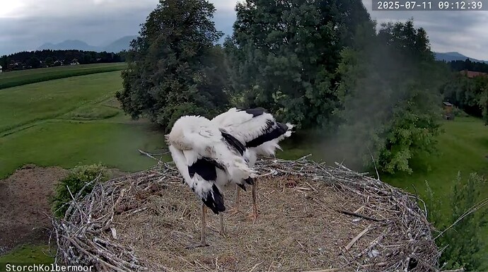 Screenshot_20250711_091306_YouTube