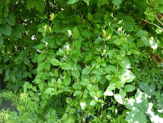 P1070055 - Kopie