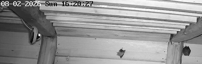 2026-02-8_1 ab 16.00 die erste Kugel