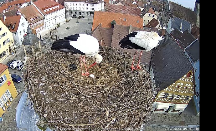 Bild