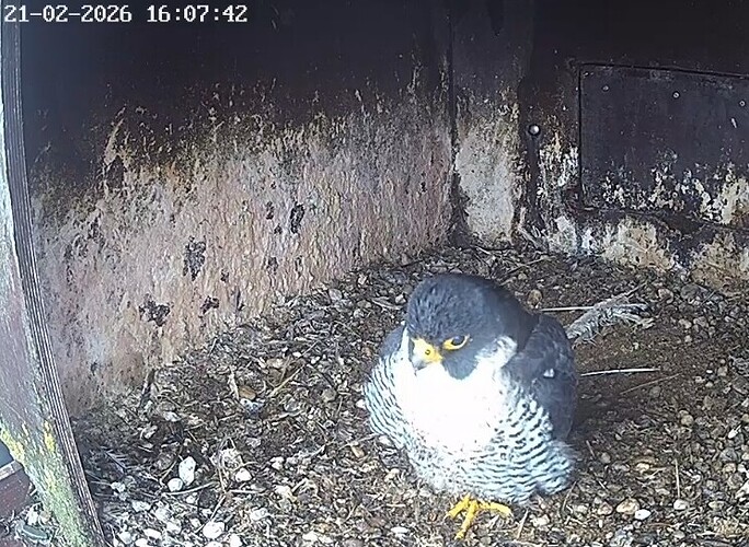 Screenshot_20260221_160119_Chrome