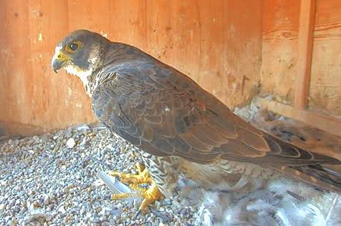 Screenshot_2025-07-05-17-53-17-115_com.android.chrome