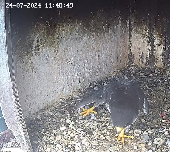 Screenshot_20240724_124503_Chrome