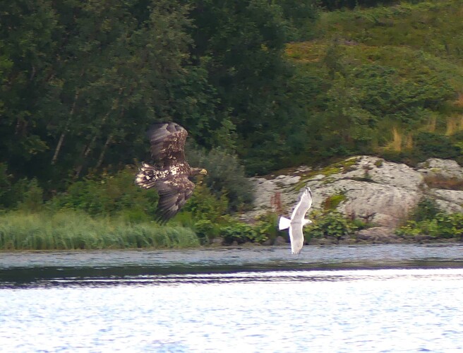 Adler Mövenjagd 1b