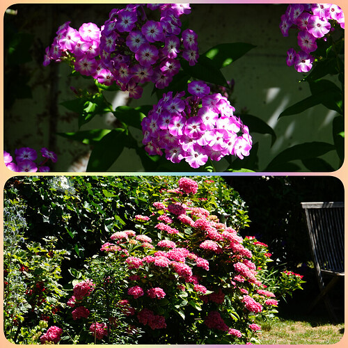 collage20260710(2)