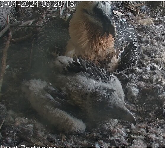 Mascha hütet ihr Kleines 19.04.24