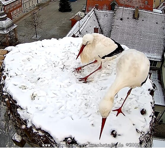 Screenshot_2023-12-03-08-20-16-718_com.android.chrome