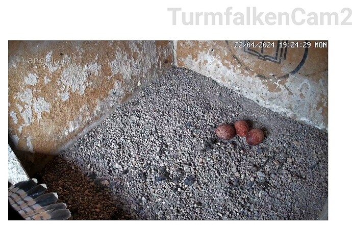 Screenshot_20240422_192448_Samsung Internet