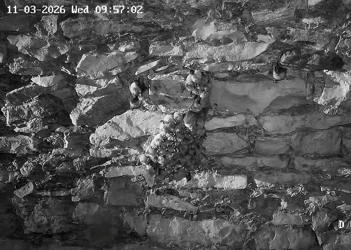 2026-03-11_2 ca 09.45 Cluster Keller