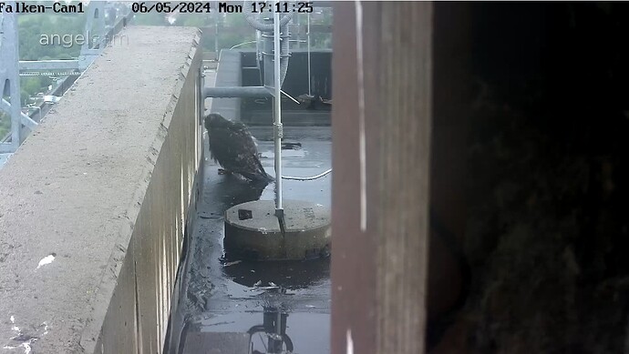 Screenshot_20240506_171151_Chrome