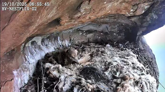 Screenshot_2025-10-19-06-56-23-448_com.google.android.youtube