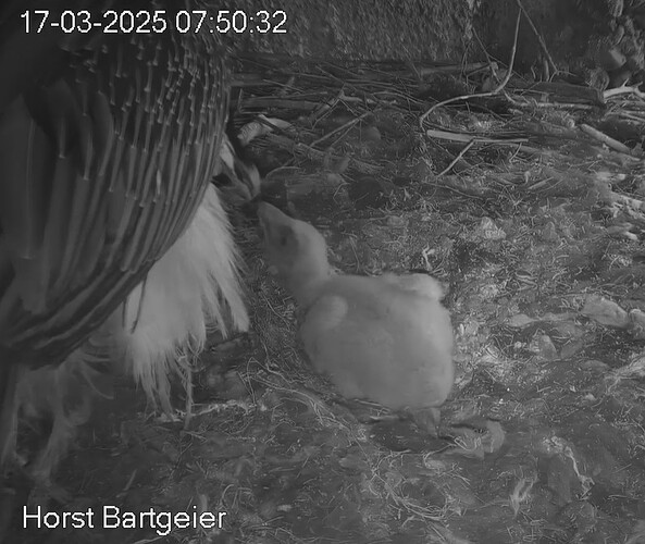 Betteln bei Hans 17.03.25