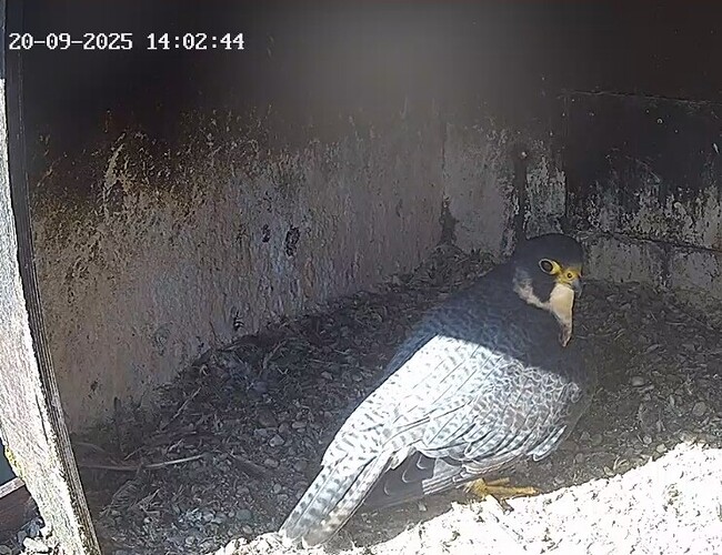 Screenshot_20250920_145734_Chrome