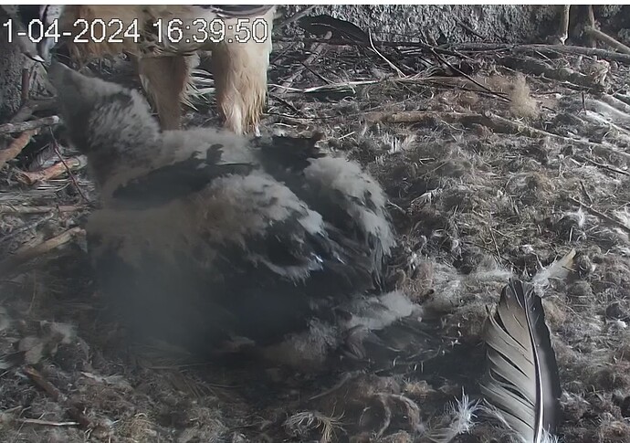 Fütterung eines kleinen Greifvogels 21.04.24