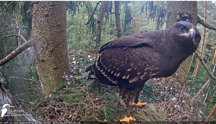 Screenshot 2024-08-05 195029