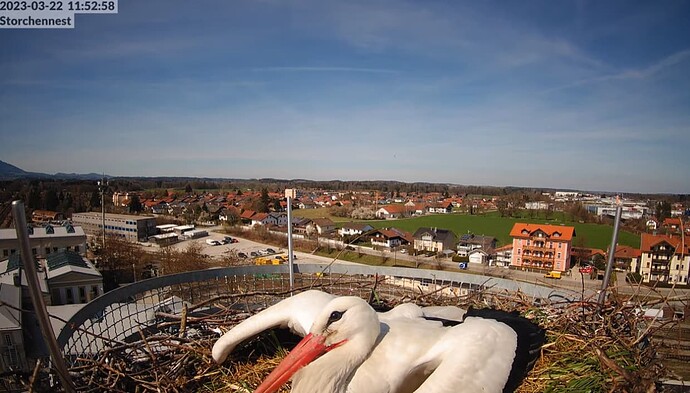 2023-03-22 11_56_09-LIVE Storchennest Freilassing - YouTube und 3 weitere Seiten - Persönlich – Micr