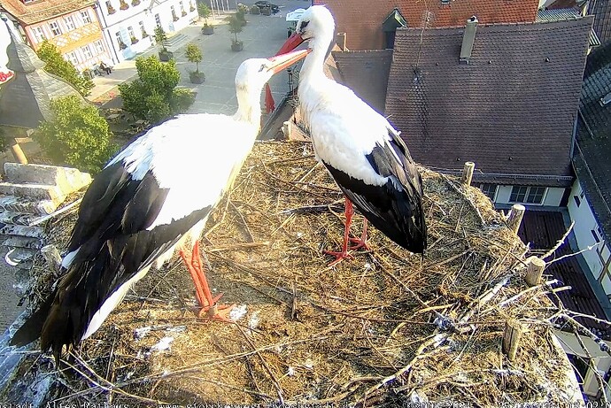 Screenshot_2024-07-25-08-02-27-720_com.android.chrome