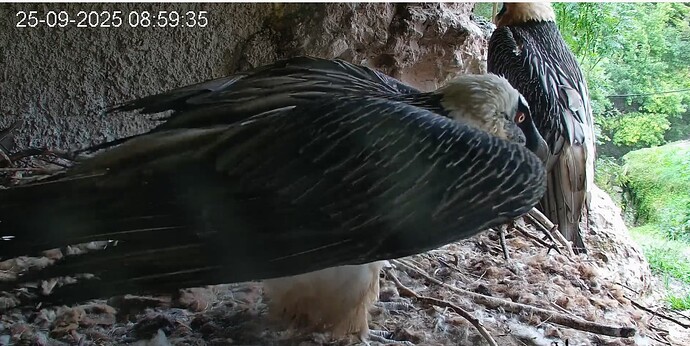 Hans erhebt sich 25.09.25