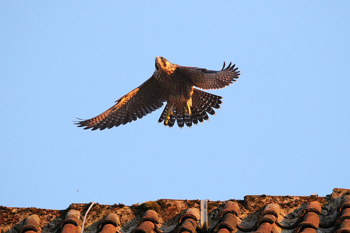 Jungfalke abends 17a