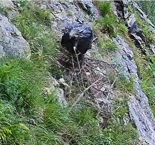 Holz im Weg bei Gernerl 03.06.25