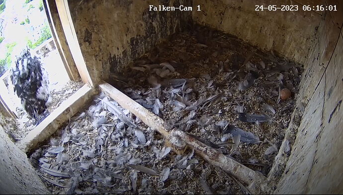 Snap_2023.05.24_06h16m27s_008_