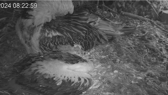 Köpfe versenkt 21.04.24