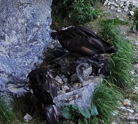 G.u.L. im unteren Nest 26.06.25