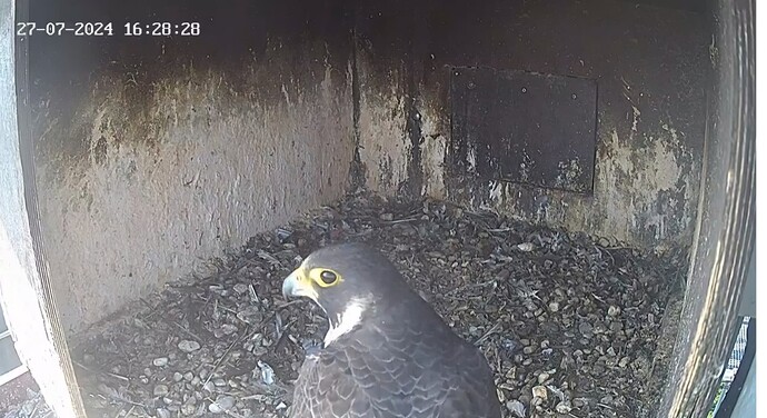 Screenshot_20240727_172442_Chrome