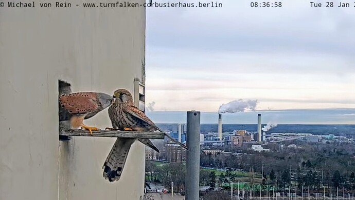 Screenshot_2025-01-28-09-16-25-485_com.google.android.youtube