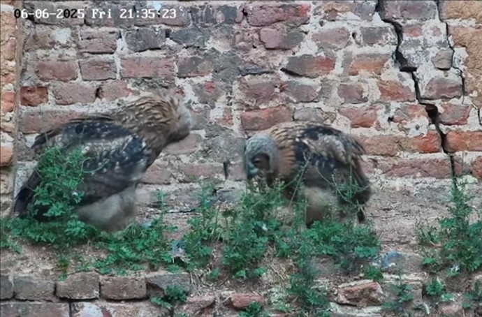 Screenshot_20250607_165652_Opera