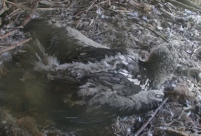 Flügel strecken 30.04.24