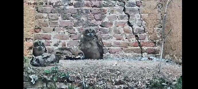 Screenshot_20240515_161728_Opera