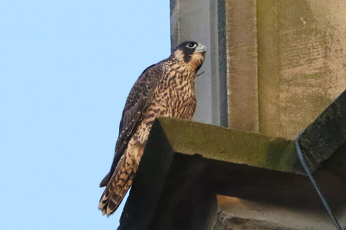 Jungfalke abends 5a