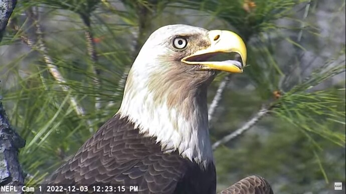 NEFL_221203_new_mate_close