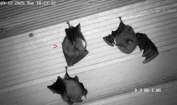 Vollbildaufzeichnung 09.12.2025 182314