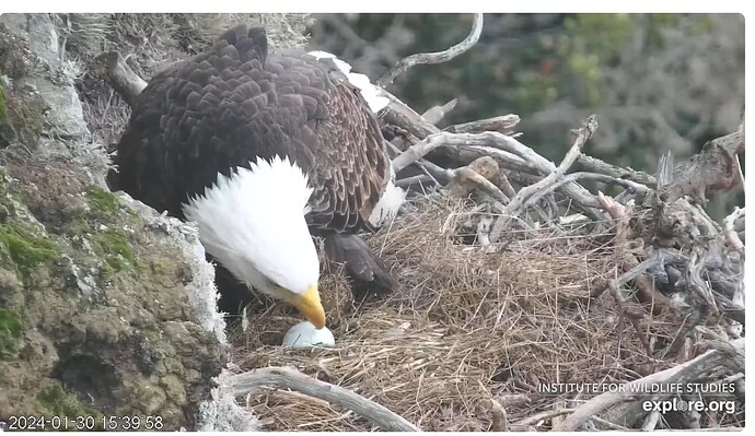 Screenshot 2024-01-31 004736