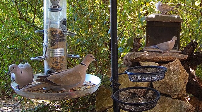 Tütas 4  1 29.07.24