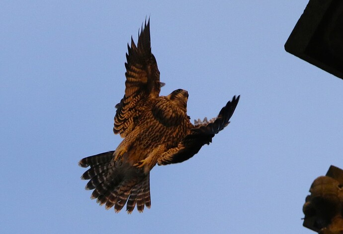 Jungfalke Absprung