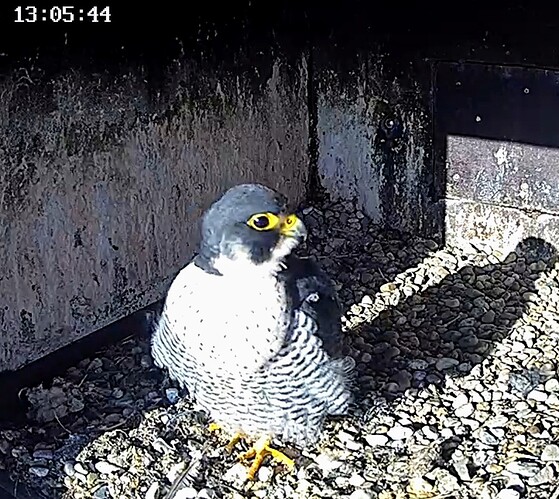 Screenshot_2024-01-09-13-02-57-093_com.android.chrome