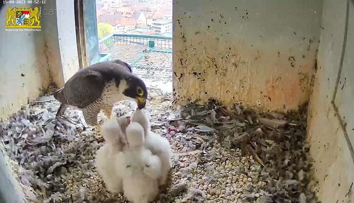 Screenshot_20230415-085236_Samsung Internet