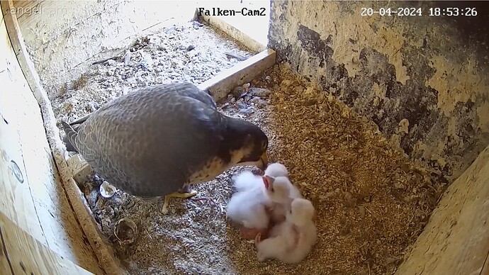 Bildschirmfoto 2024-04-20 um 18.53.45