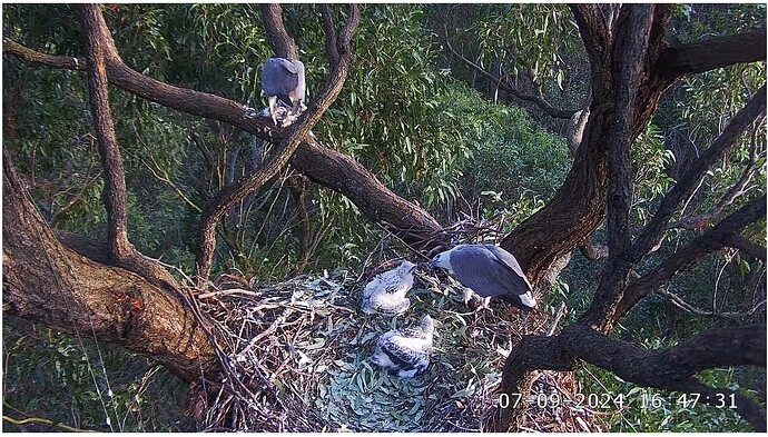 Screenshot 2024-09-07 084755