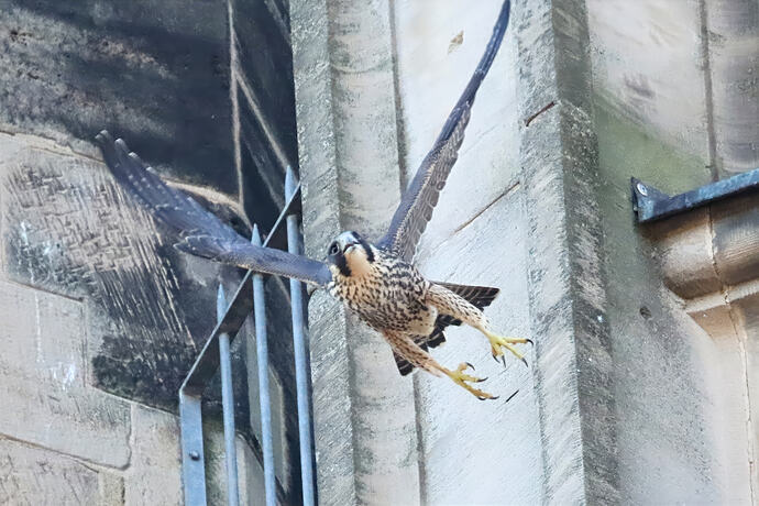 Jungfalke abends 10a