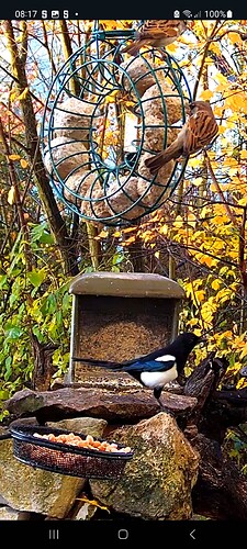 Screenshot_20231118_081710_Chrome